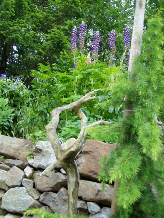 http://www.hildegard-kraeuter-garten.at/media/kraeuterwelt 2010/kraeuter-wacholder.JPG